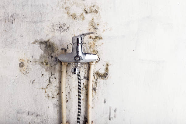 Attic Mold Removal in Myrtle Creek, OR