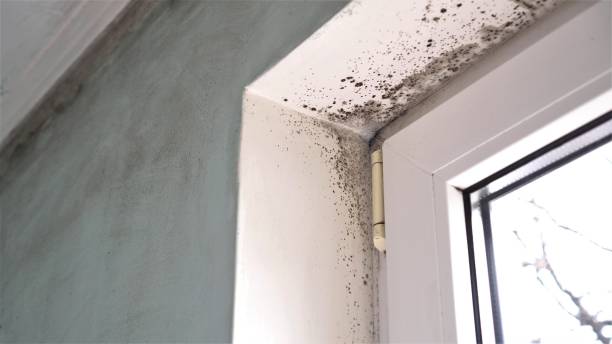 Best Professional Mold Removal  in Myrtle Creek, OR
