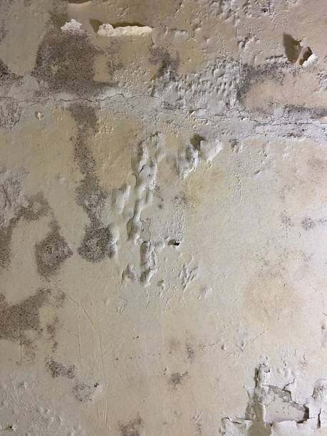 Reliable Myrtle Creek, OR Mold Removal Solutions