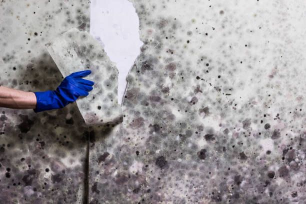 Best Certified Mold Removal  in Myrtle Creek, OR